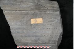 Foto (Detailansicht) von Sigillaria remiformis Brongniart (NHMW-GEO-2024-0188-11231)